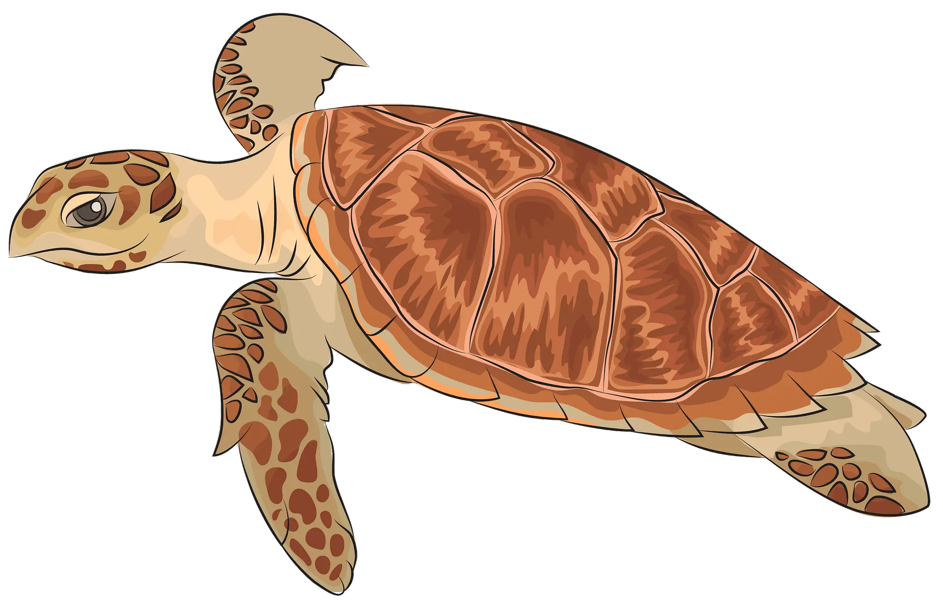  Hawksbill Sea Turtle Clipart Free Download Transparent Png Sea Turtle Pattern Turtle Clipart Png