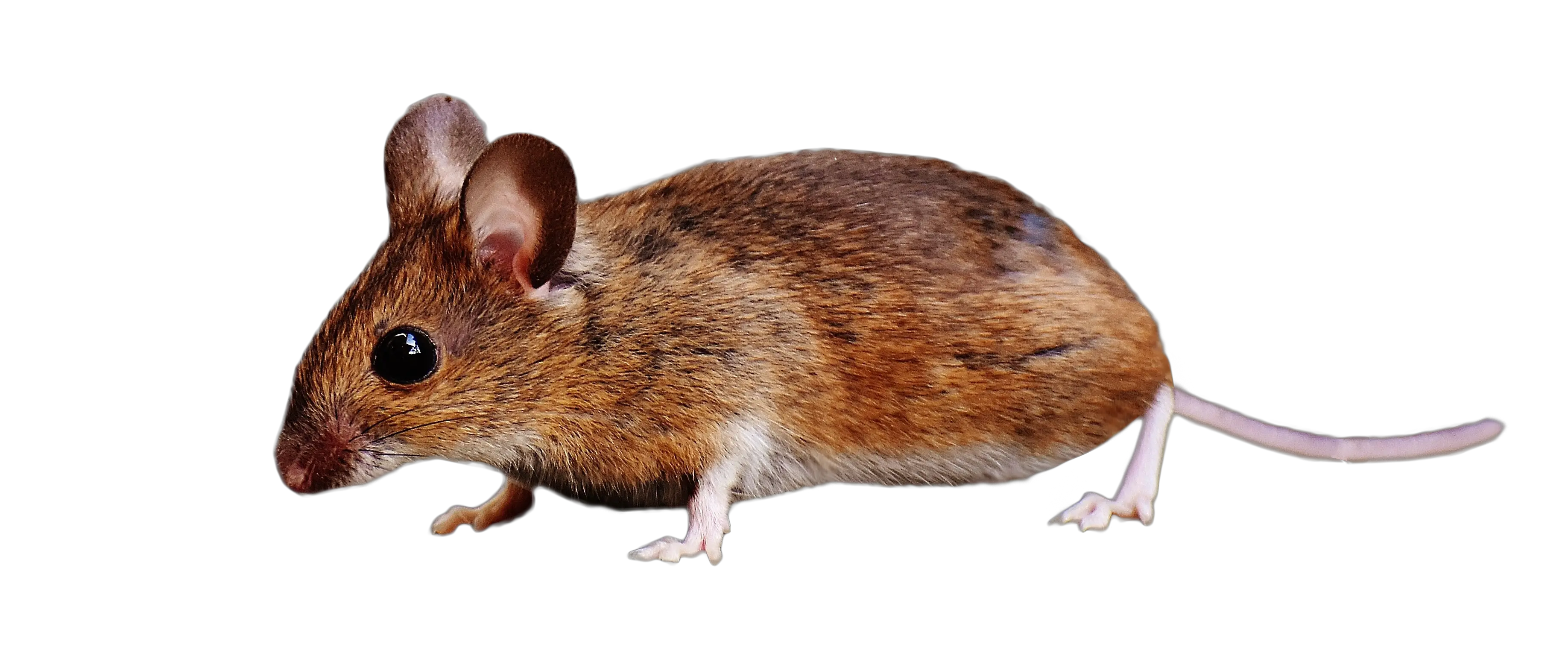  Download Hd Brown Mouse Standing Png Image Brown Colored Transparent Background Mouse Transparent Png Field Png