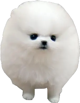  Pomeranian German Spitz Klein Japanese So Fluffy I M Gonna Png Cute Dog Png