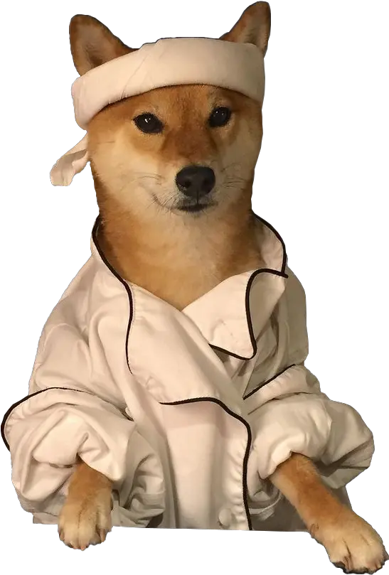  Shiba Inu Wearing Sushi Chef Attire Shiba Sushi Png Shiba Inu Transparent