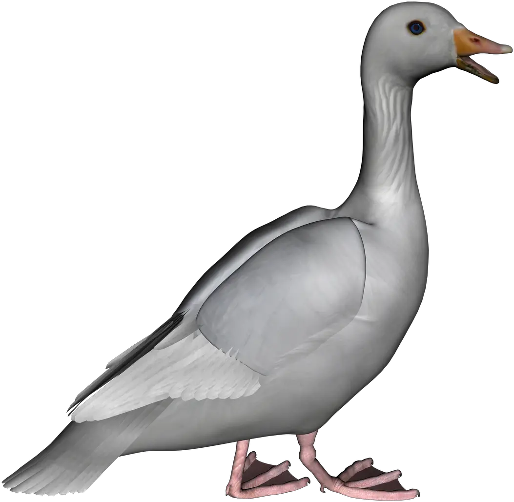  Download Goose Photos Hq Png Image Grey Goose Png Transparent Clipart Goose Transparent