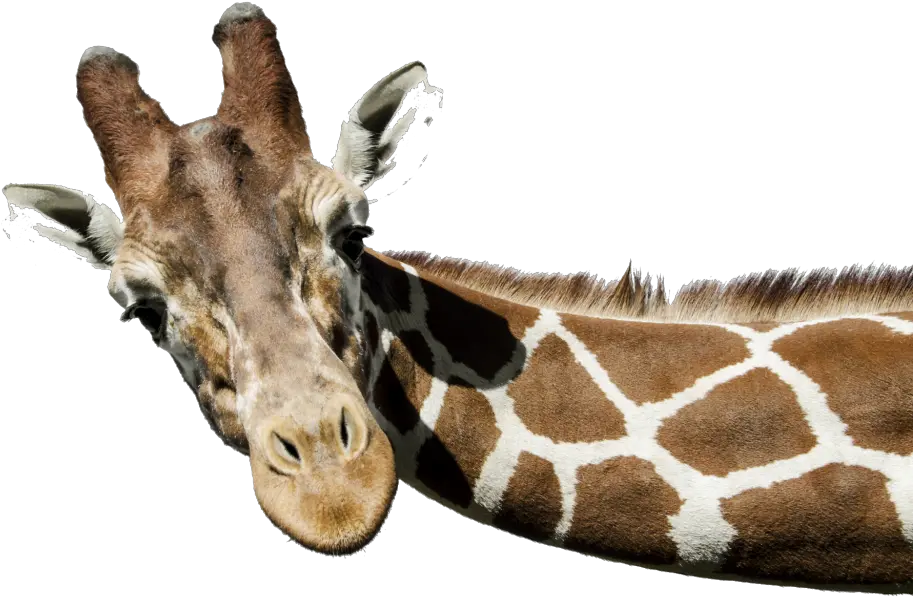  Png Transparent Images Free Download Giraffe Background