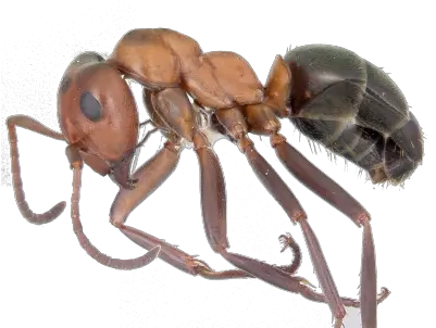  Ants Ant Underside Png Ant Transparent Background