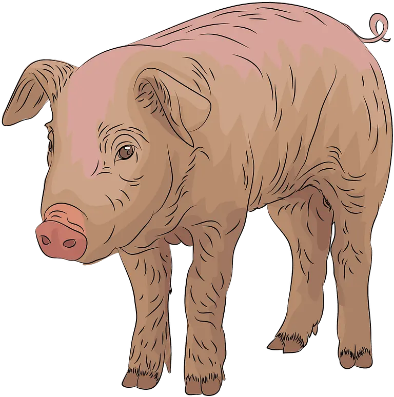  Pig Clipart Domestic Pig Png Pig Clipart Png