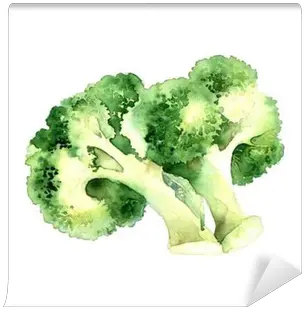  White Background Wall Mural Pixers Brocoli Acuarela Png Broccoli Transparent Background