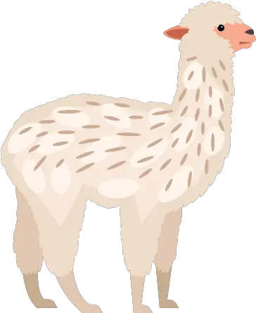  Alpacas Smithills Open Farm Animal Figure Png Alpaca Png