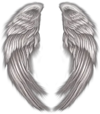  Free Angel Wings Psd Vector Graphic Vectorhqcom Angel Wings Wrapped Around Png Black Angel Wings Png