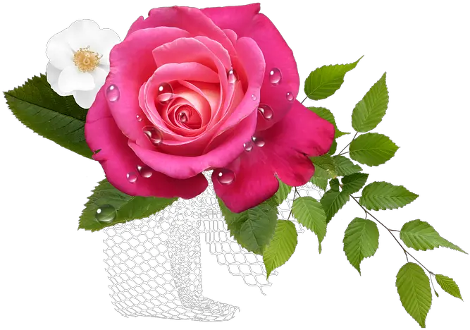  Download Flor Rosas Png Thinking Of You Get Well Soon Rosas Png