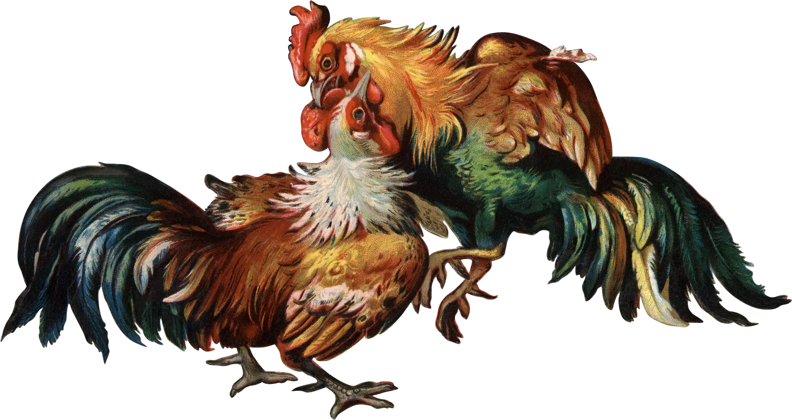  Cockfight Rooster Clip Art Cock Png Do 1391652 Png Cock Fight Png Rooster Png