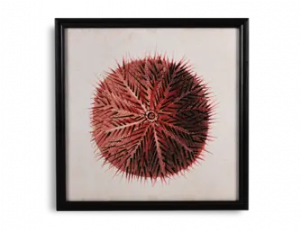  Wall Art Picture Frame Png Sea Urchin Png