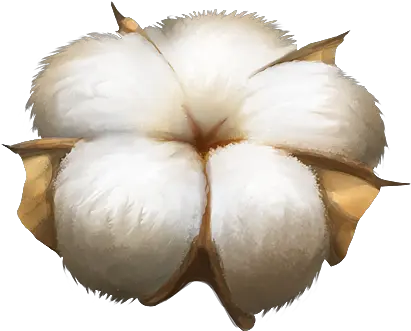  Cotton Png Images Free Download Cotton Image Png Cotton Png