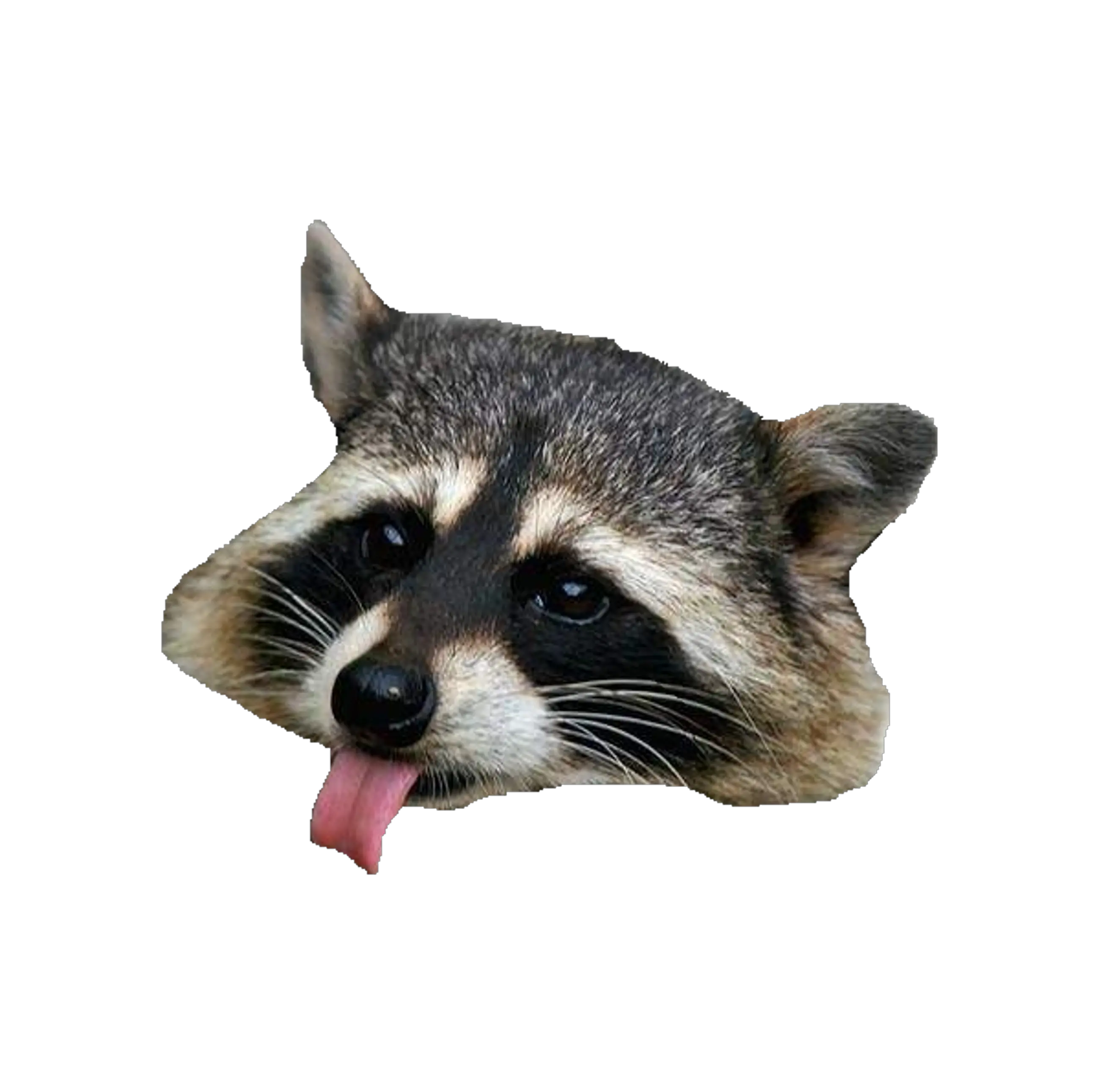  Raccoon No Background Raccoon Png Raccoon Transparent Background