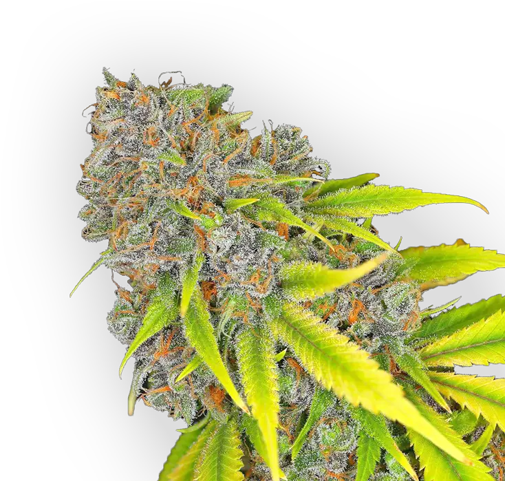  Download Hd Cannabis Bud Cannabis Transparent Png Image Flower Cannabis Png