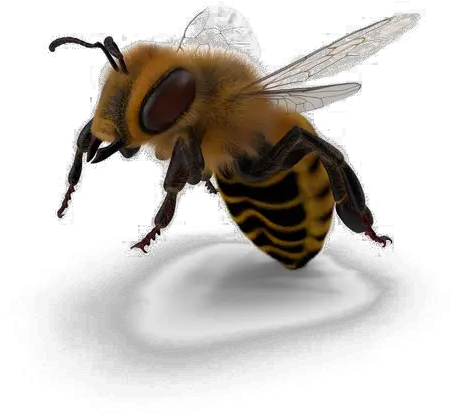  Bee Png Image Portable Network Graphics Bee Png