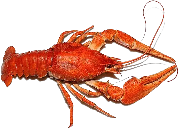  Lobster Png Clipart