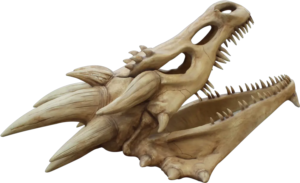  Dragon Skull Png Transparent Collections Dragon Skull Png Skeleton Png Transparent