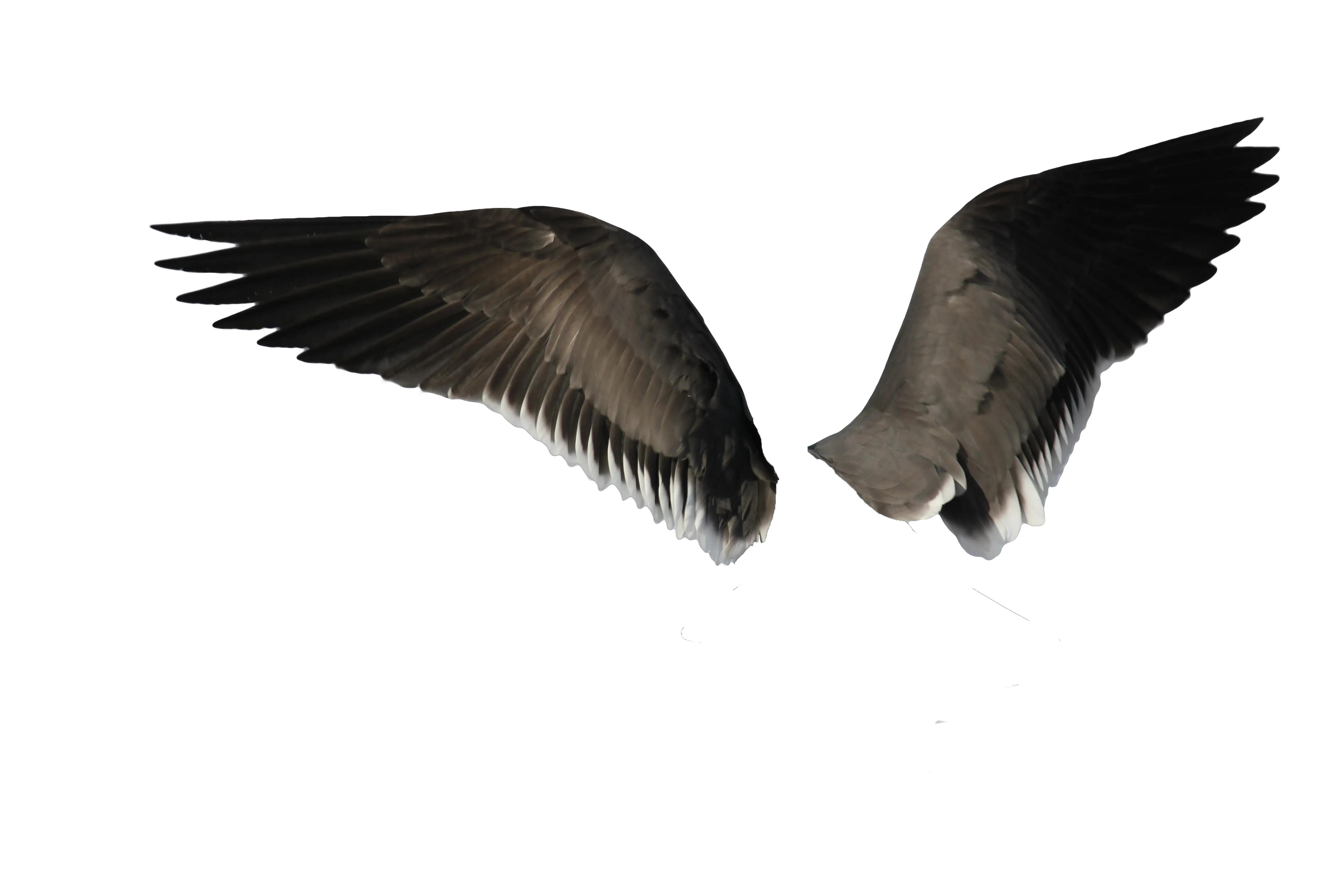  Download Black Wings Png Image For Free