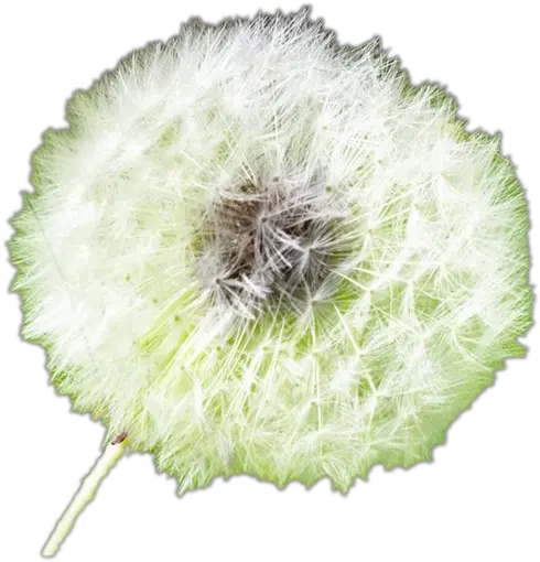  White Dandelion Transparent Background Png Play Allergy Flowers With Transparent Background