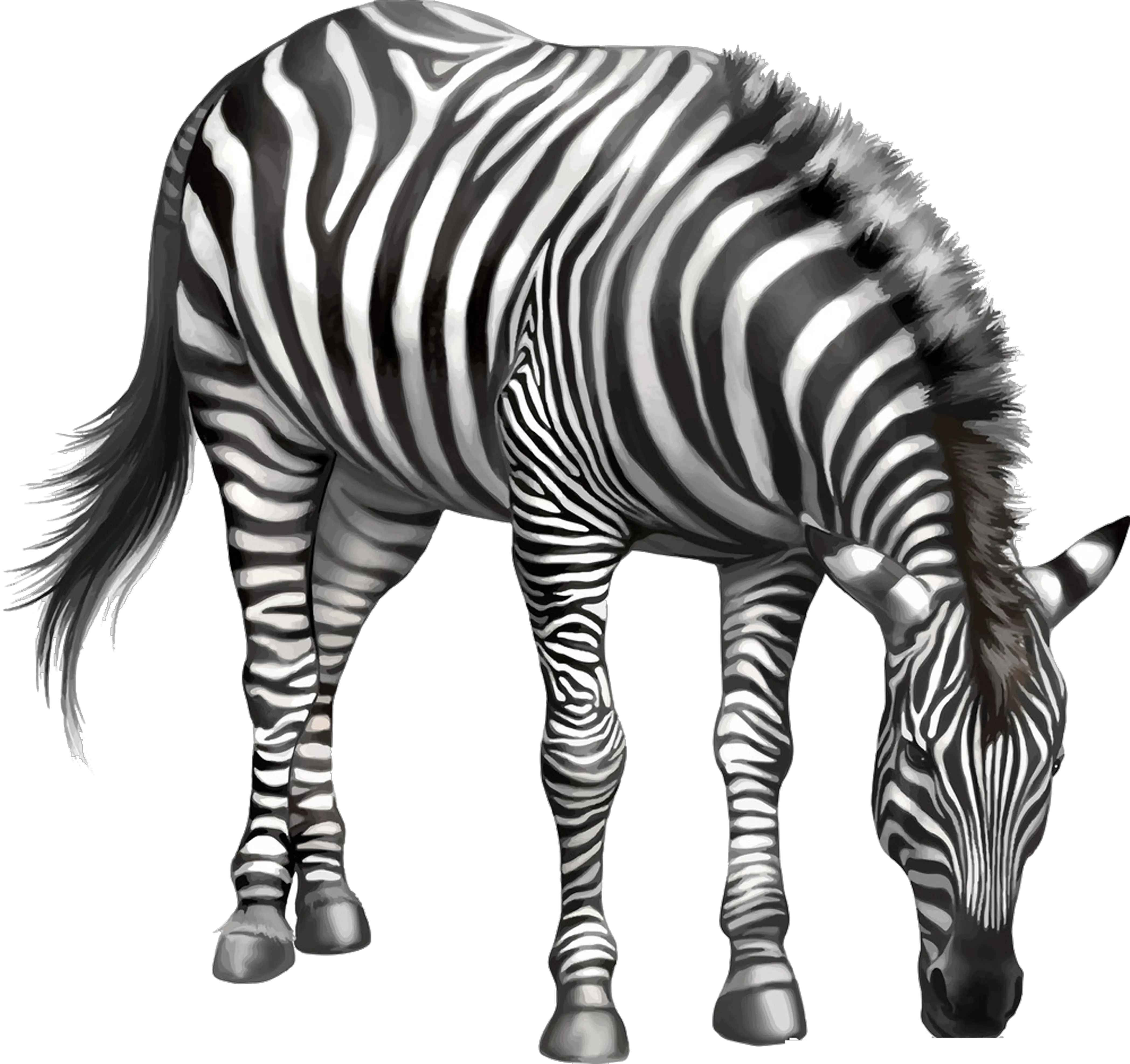  Download Zebra Drawing Clip Art Zebra Eating Grass Drawing Png Eating Png