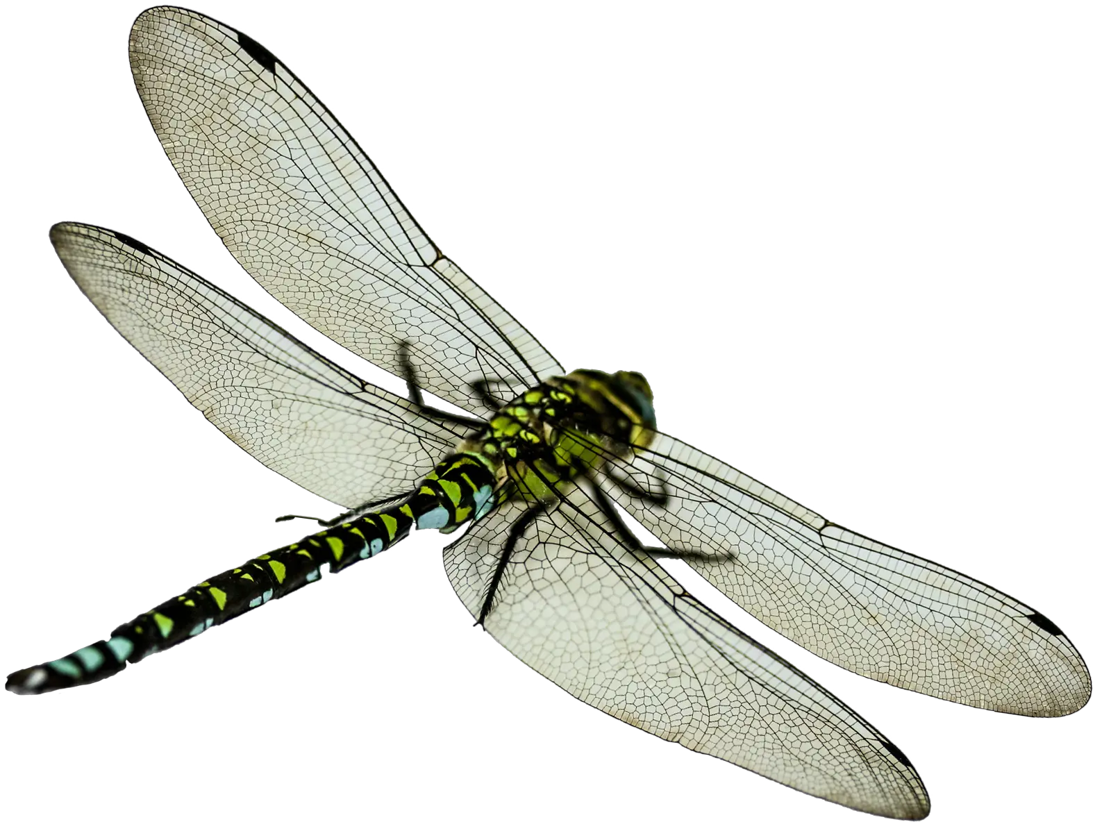  Download Dragonfly Png Image For Free Dragonfly Png Fly Transparent Background