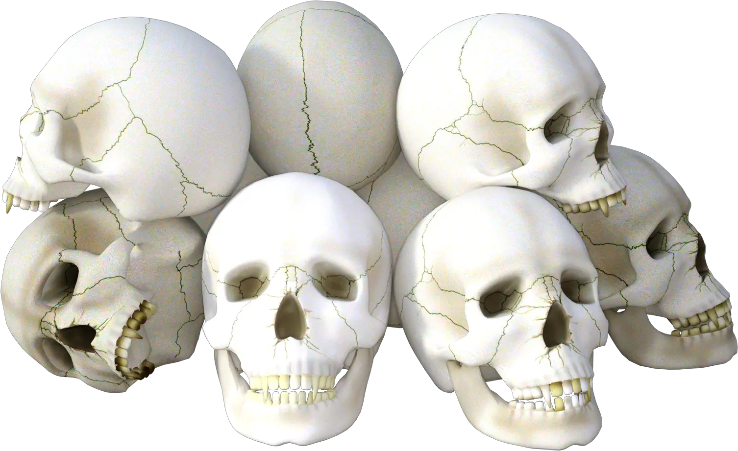  Skeleton Head Png Transparent Images Skulls Png Skeleton Png Transparent