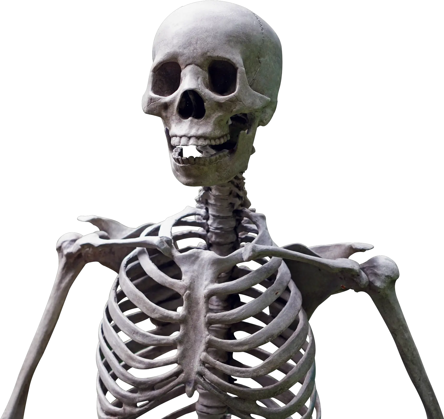  Skeleton Png Skeleton Png Skeleton Png Transparent