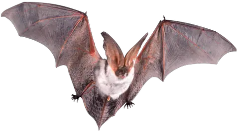  Bat Png Images Bat Open Wings Bat Png