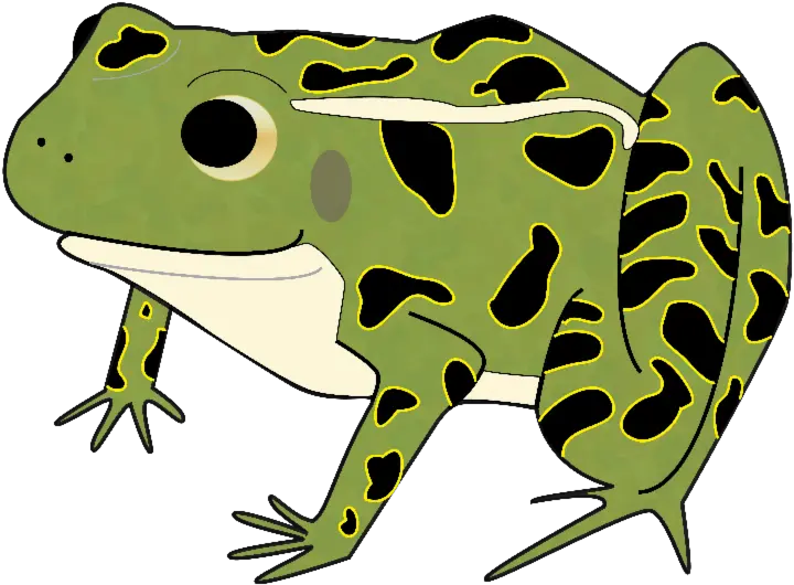  Clipart Free Download Bullfrog Drawing Kid Leopard Frog Northern Leopard Frog Cartoon Png Frog Clipart Png