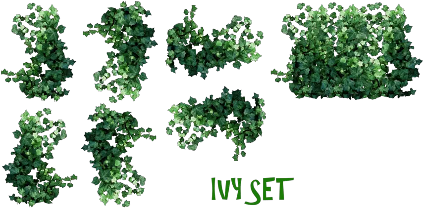  Ivy Leaves Png Transparent Images U2013 Free Vector Real Ivy Plants Png Ivy Transparent