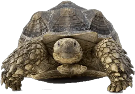  Download Tortoise Front View Slow Heart Png Tortoise Png