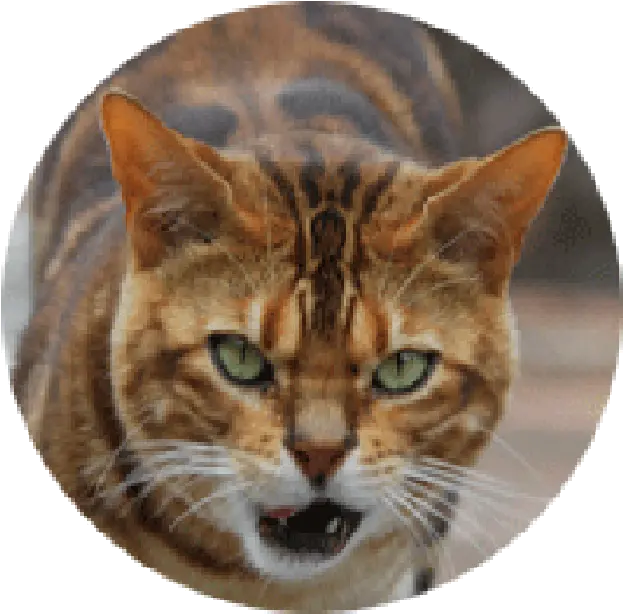  Domestic Short Domestic Cat Png Tiger Head Png