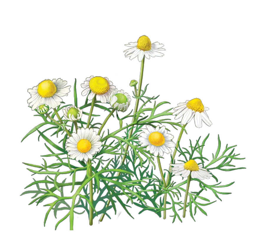  Plant Chamaemelum Nobile Oxeye Daisy Clip Art Illustration Chamomile Free Clip Art Png Daisy Transparent Background