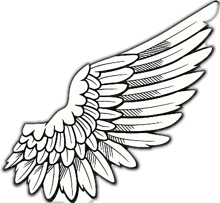  Right Wing Png Wing Drawing 5141661 Vippng Transparent Background Angel Wings Png Clipart Angle Wings Png