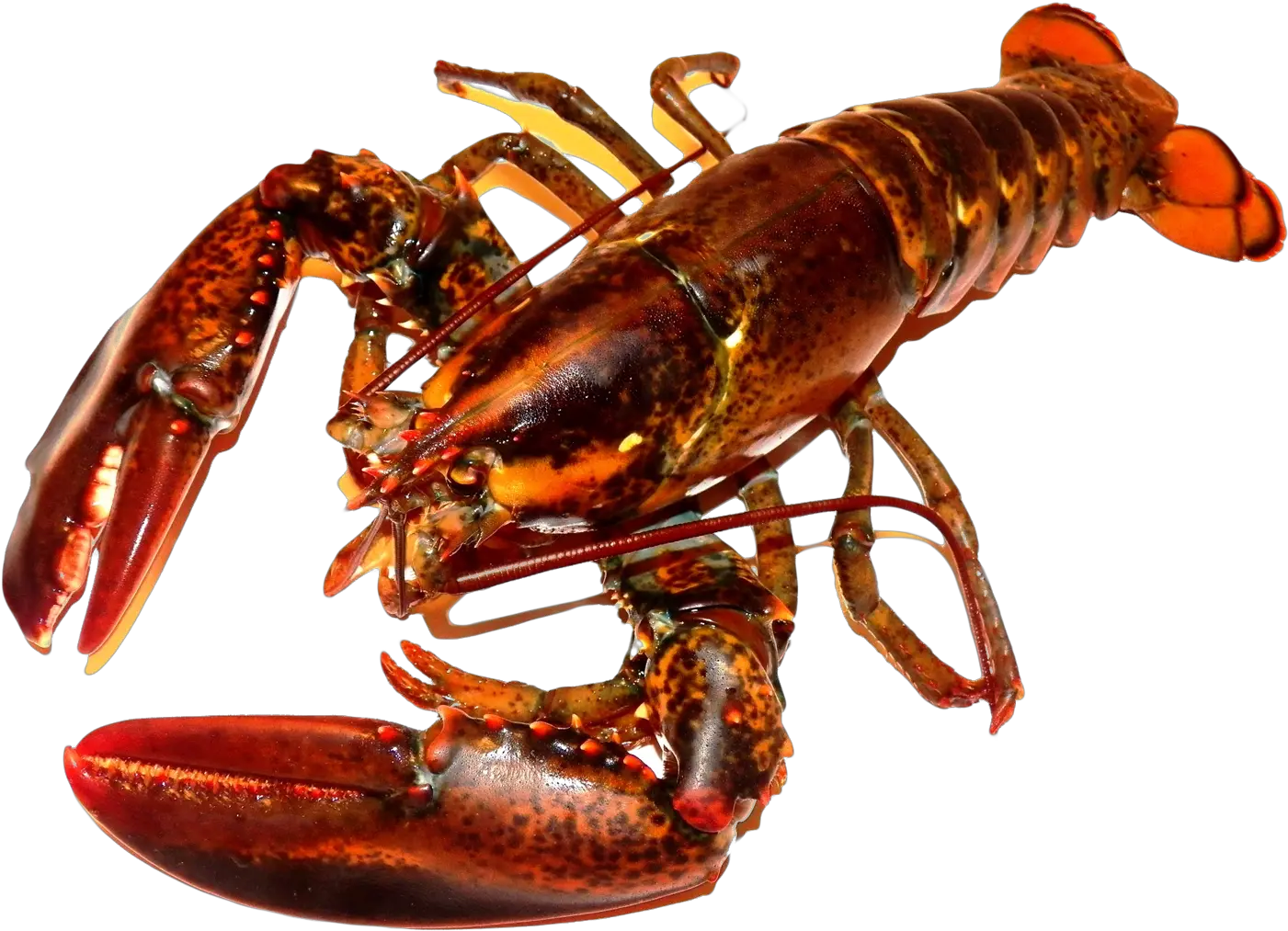  Lobster Png Transparent Image Crayfish Png Lobster Png