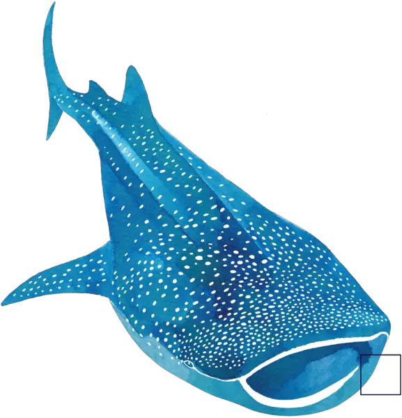  Support The Project Png Whale Shark