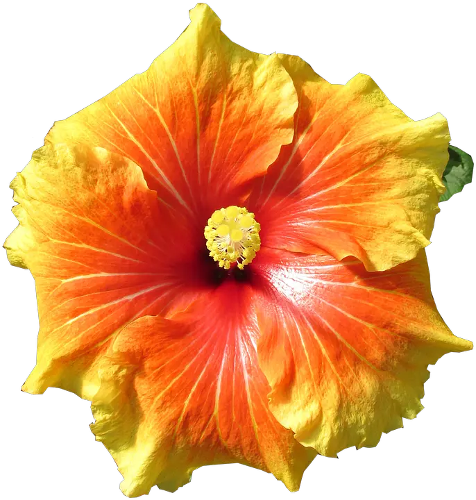  Hibiscus Flower Tropical Free Photo On Pixabay Hibiscus Png Hibiscus Flower Png