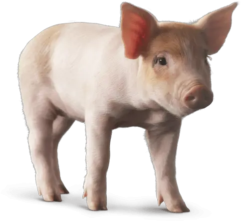  Download Baby Pig Png Pig Png