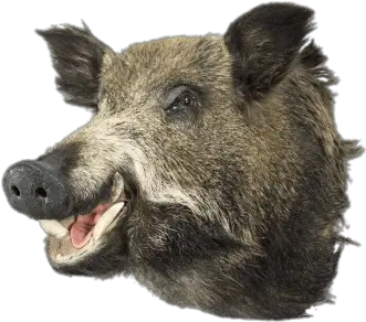  Boar Head Transparent Png Boar Head Png Animal Head Png