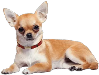  Dogs Transparent Png Images Chihuahua Life Span Dog Transparent