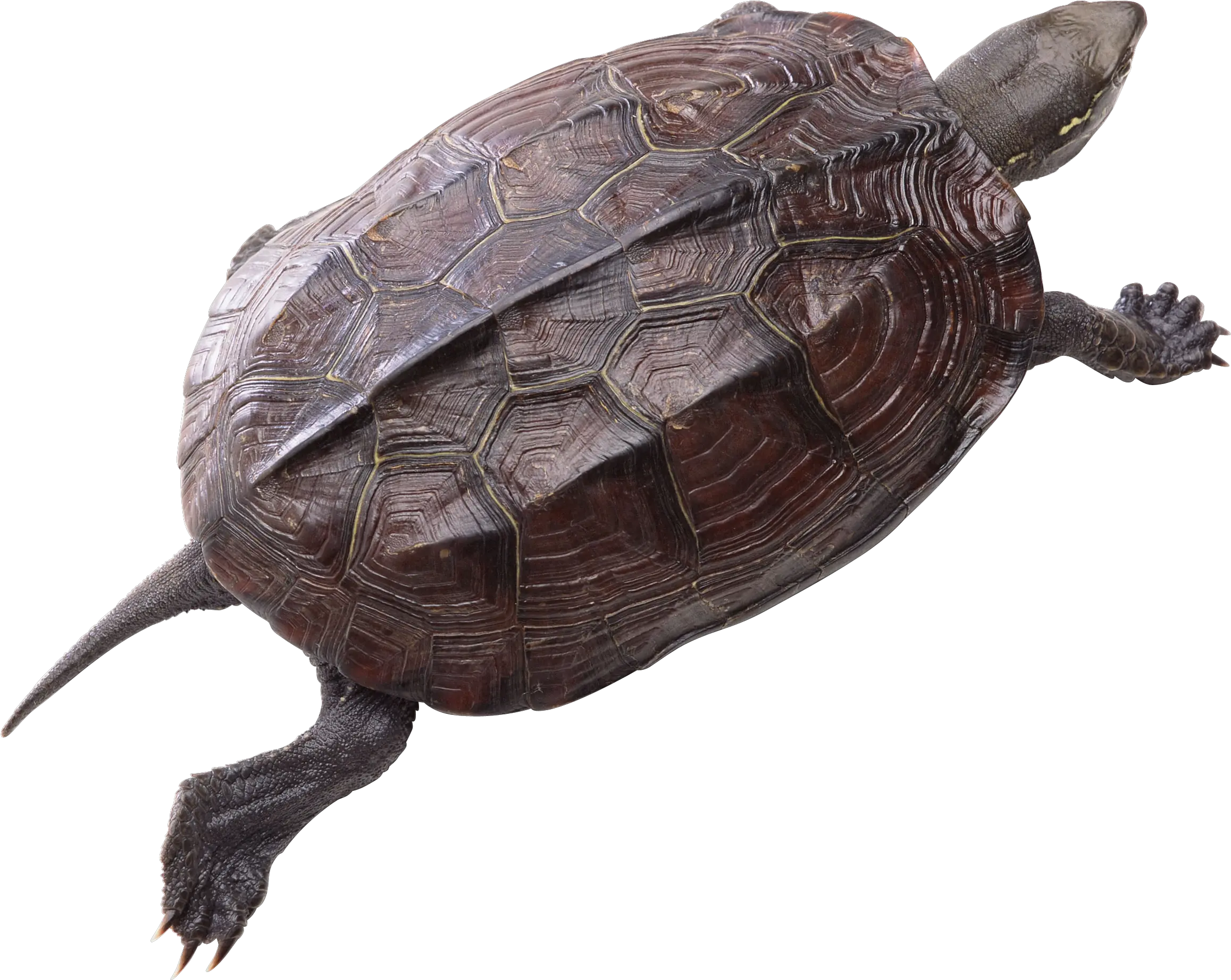  Turtle Png Pic Png Turtle Turtle Png