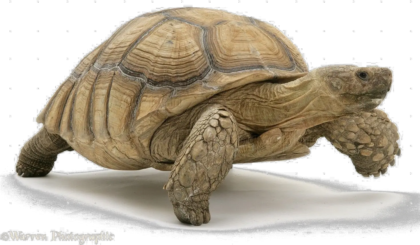  Tortoise Png Image Tortoise Png Tortoise Png