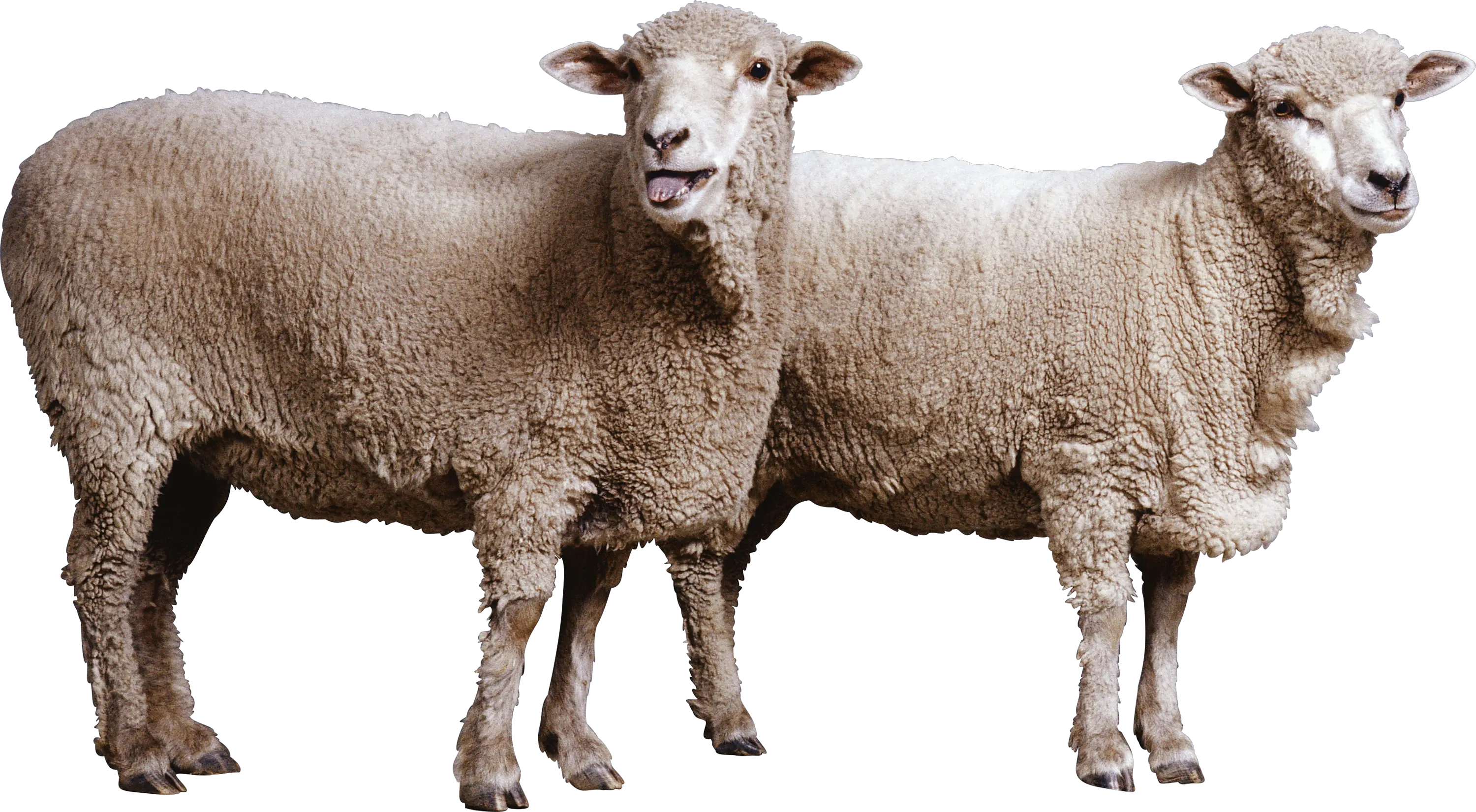  Sheep Png Transparent Images Sheep Png Sheep Png