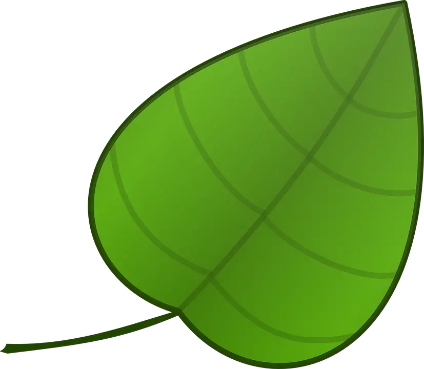  Aka Ivy Png Picture 1973459 Big Leaf Clipart Ivy Png