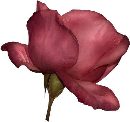  Index Of Userstbalzeflowerrosespng Floribunda Real Rose Png