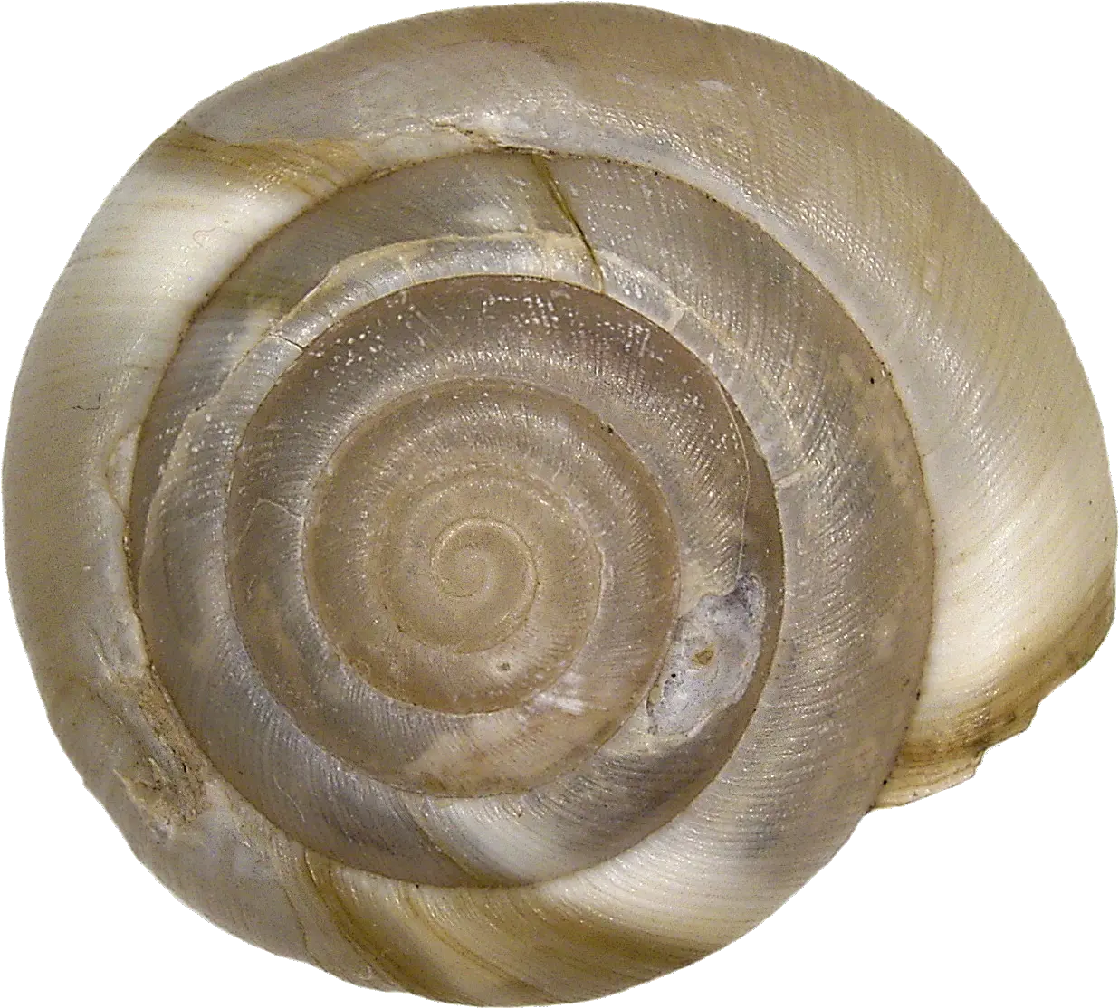  Aegopis Verticillus Férussac Spiral Png Shell Png