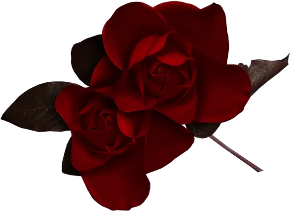  Dark Red Rose Clipart Dark Red Flowers Png Red Rose Png