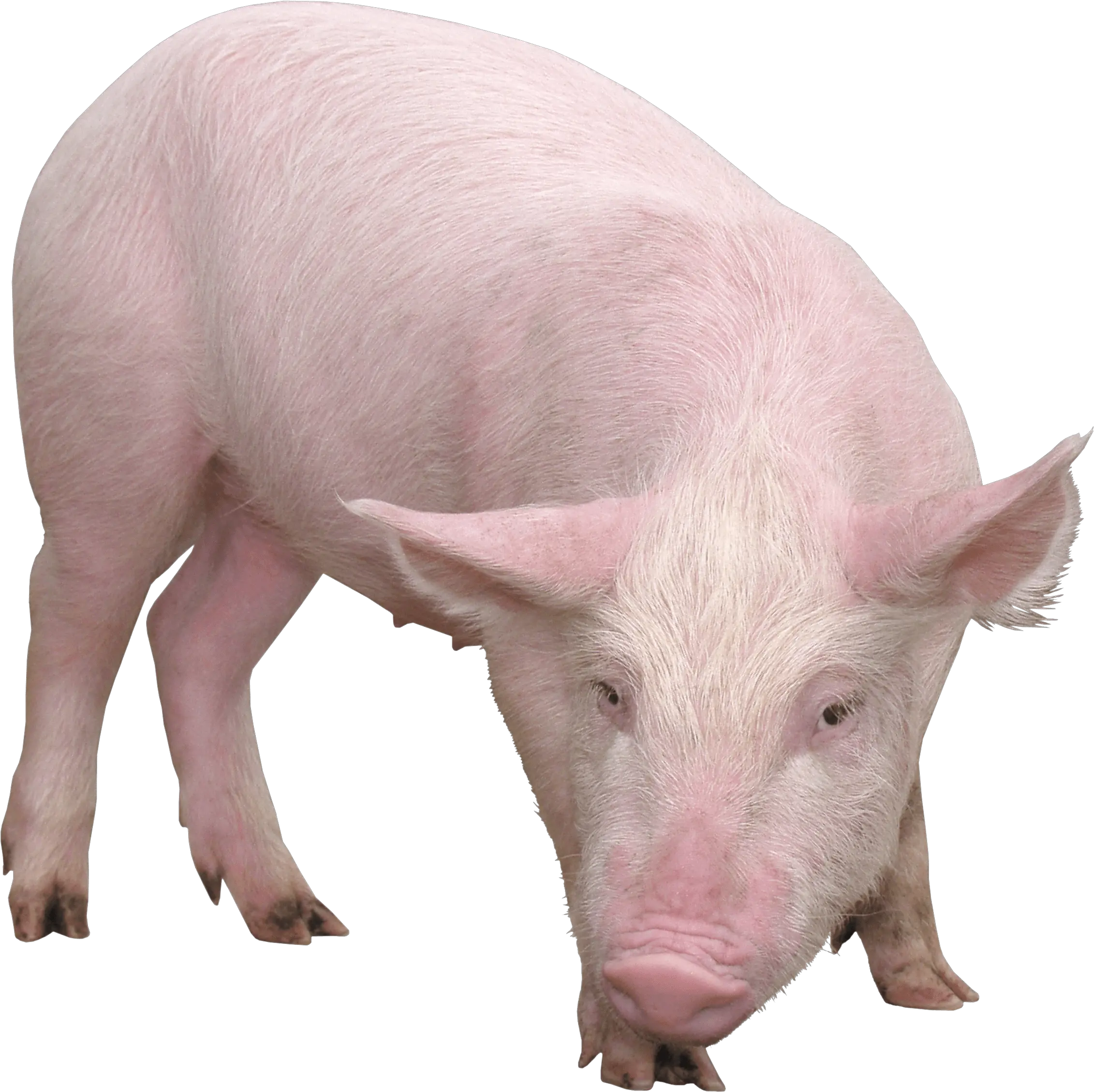  Pig Png Transparent 5 Image Pig Png Pig Png