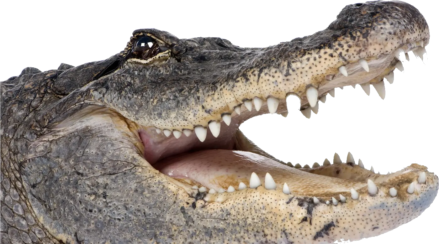  Alligator Png Picture Alligator Png Gator Png