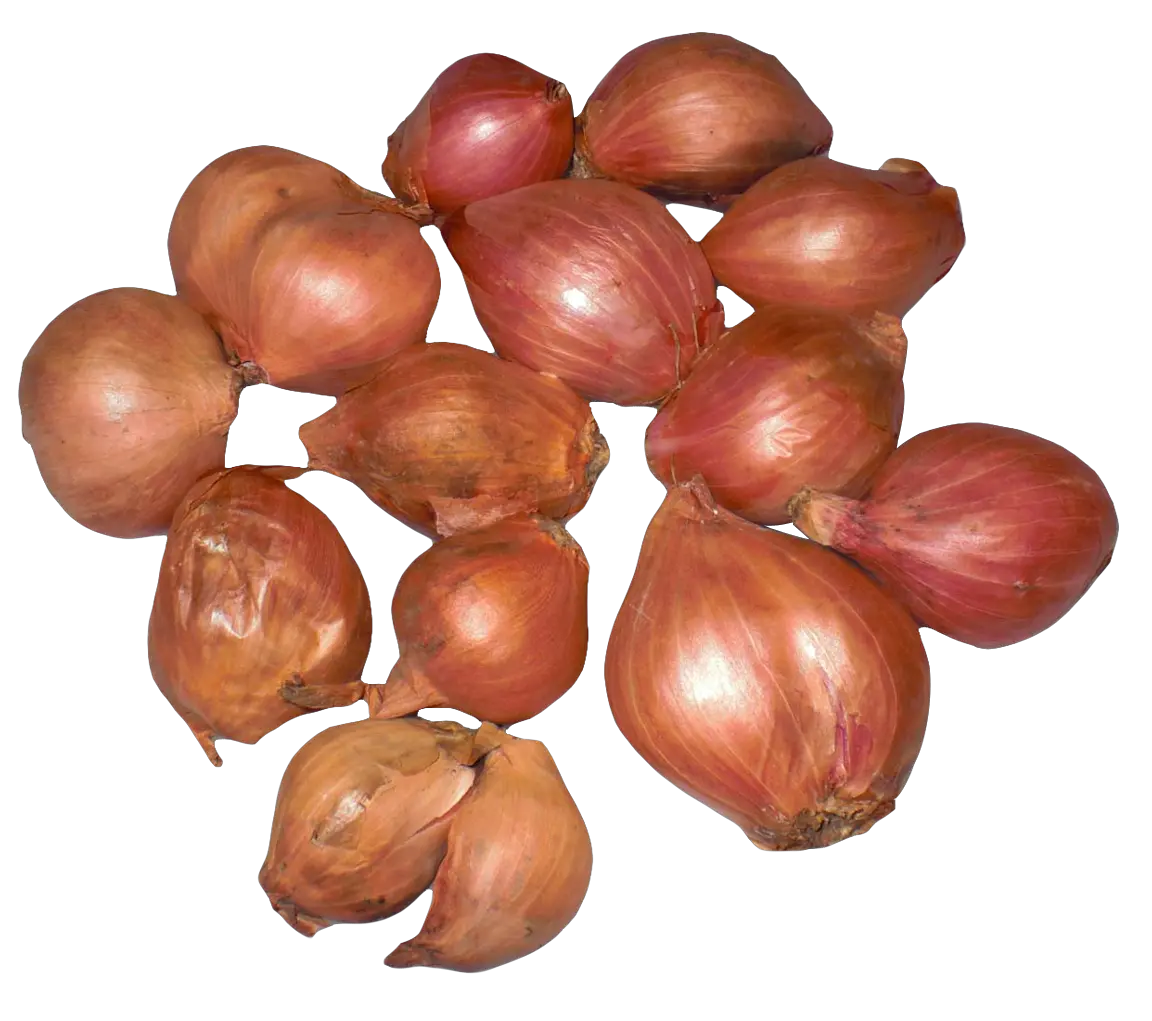  Download Onion Shallots Png Image Shallot Png Onion Png