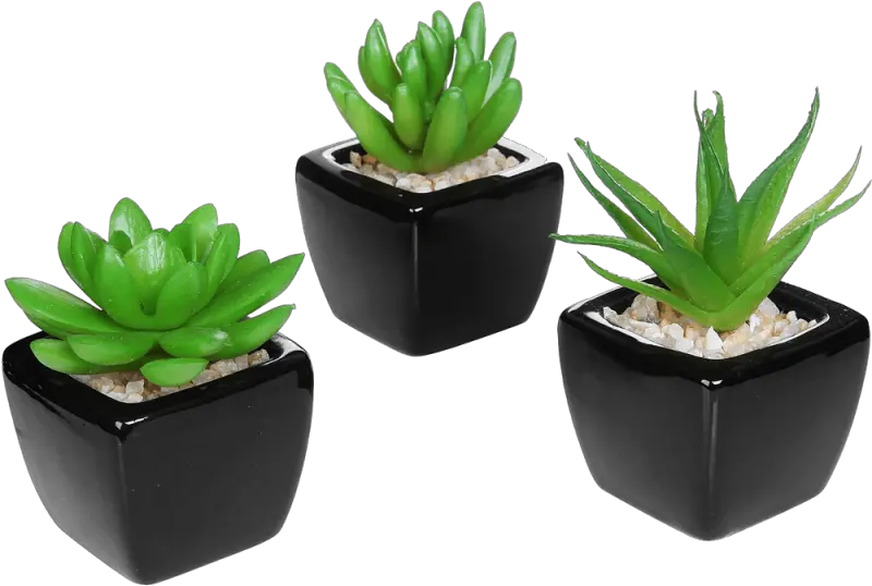  Set Of 3 Modern Home Decor Mini Succulent Decorta Small Plant For Office Desk Png Decor Png